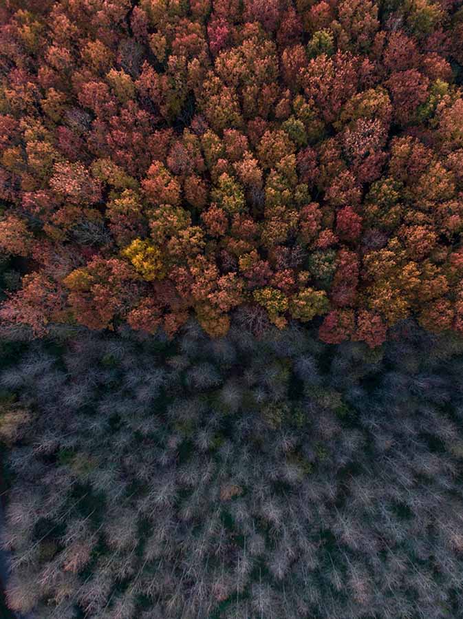 forêt en automne pris en drone en Bretagne
