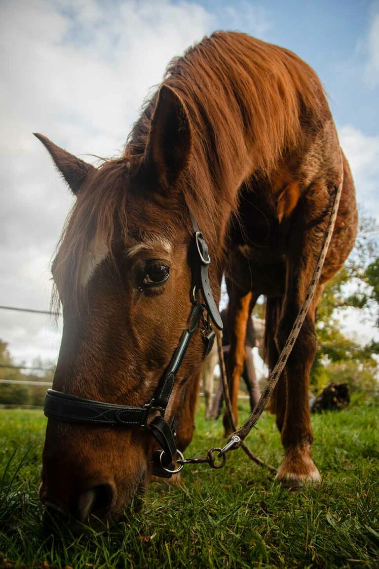 photo d'animaux de compagnie du cheval horus