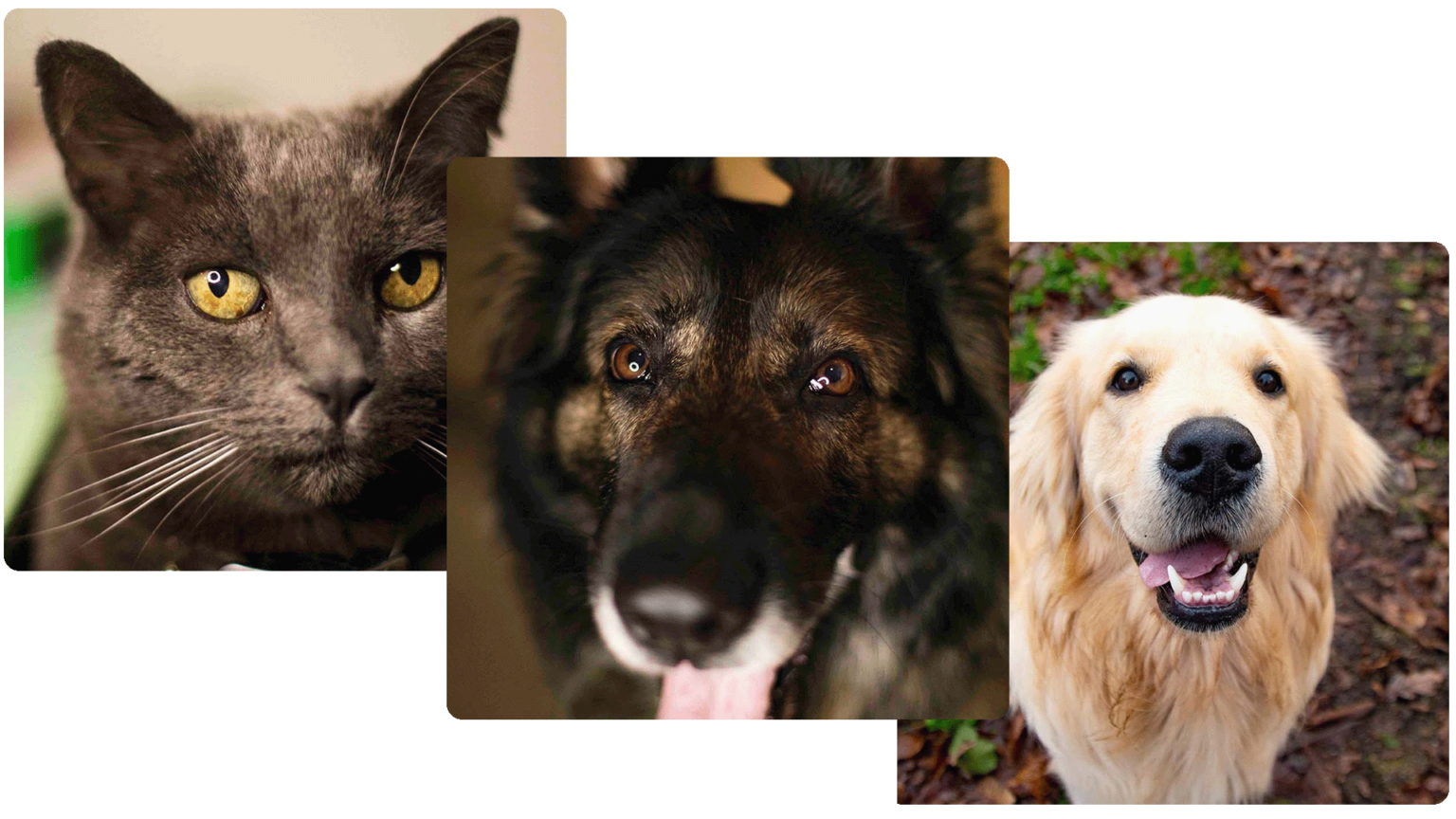 photo animaux de compagnie en 3 parties