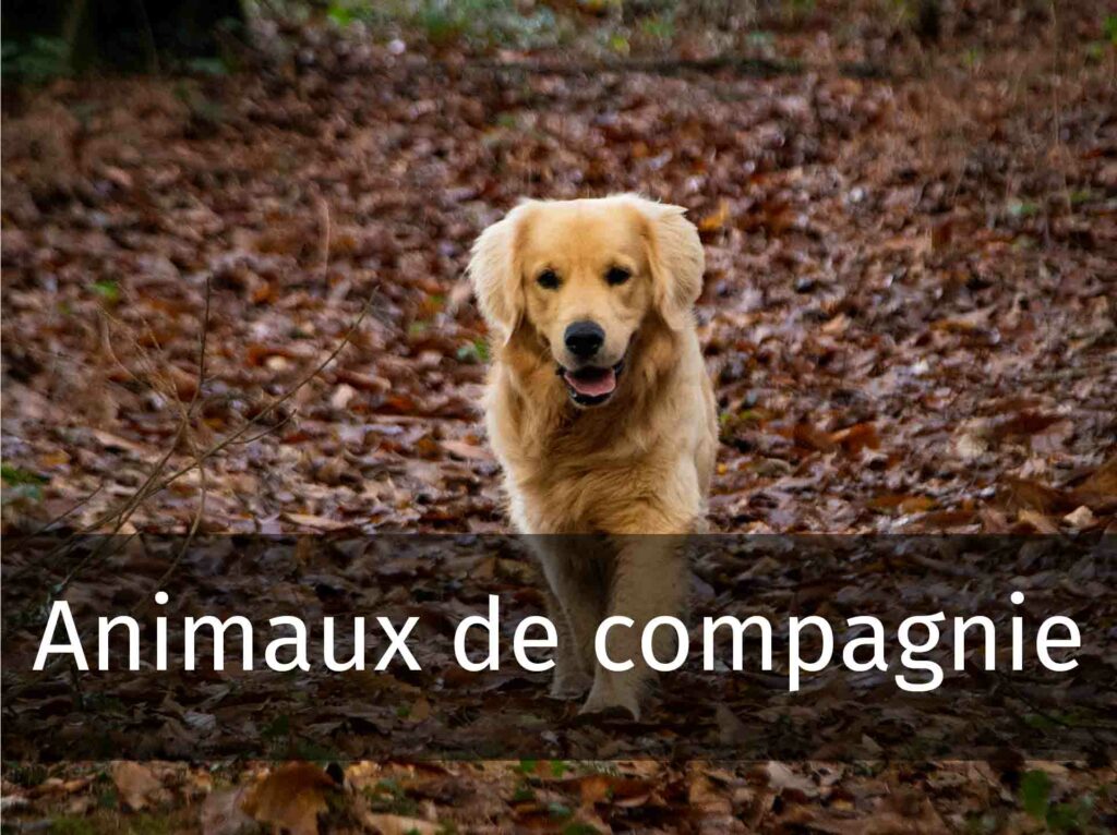 photo de chien pendant un shooting photo avec un texte animaux de compagnie