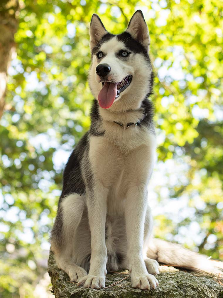 photo d'animaux de compagnie d'un chien sur un rocher