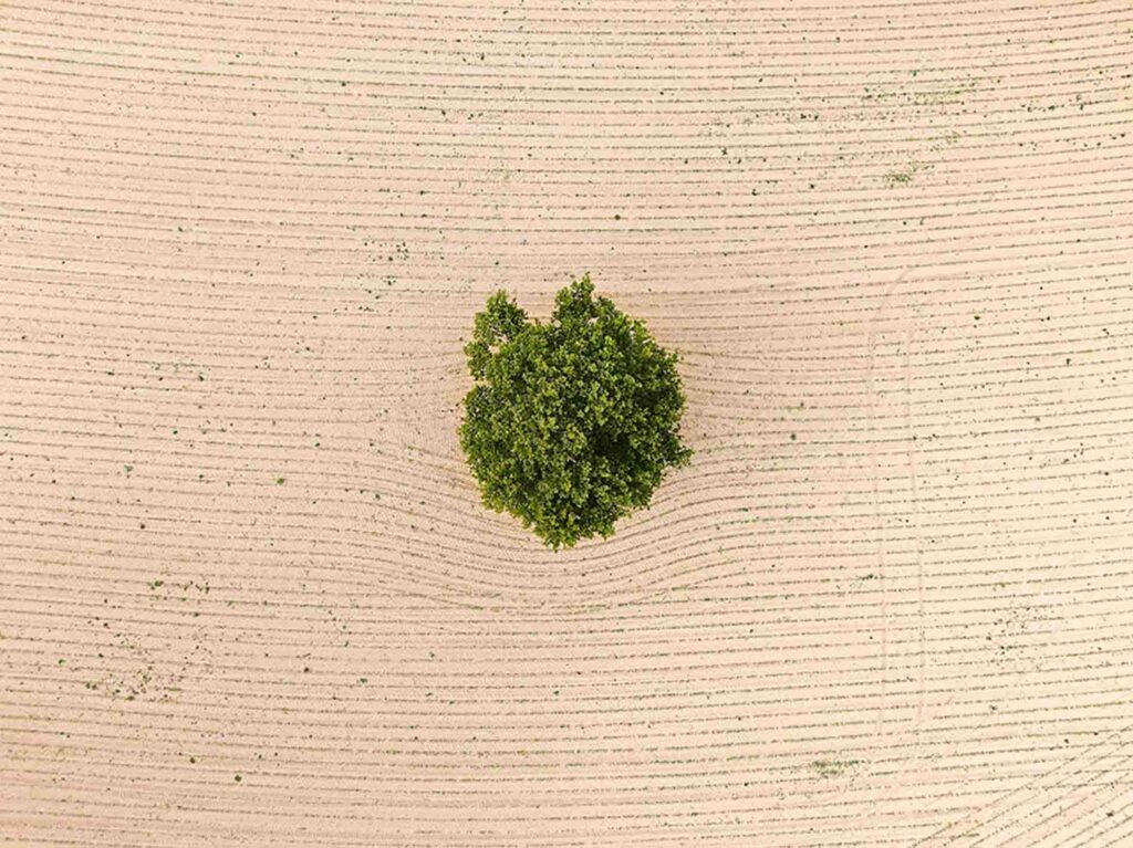 photo de paysage par drone pris par rdijoux montrant un arbre seul dans un champs de terre