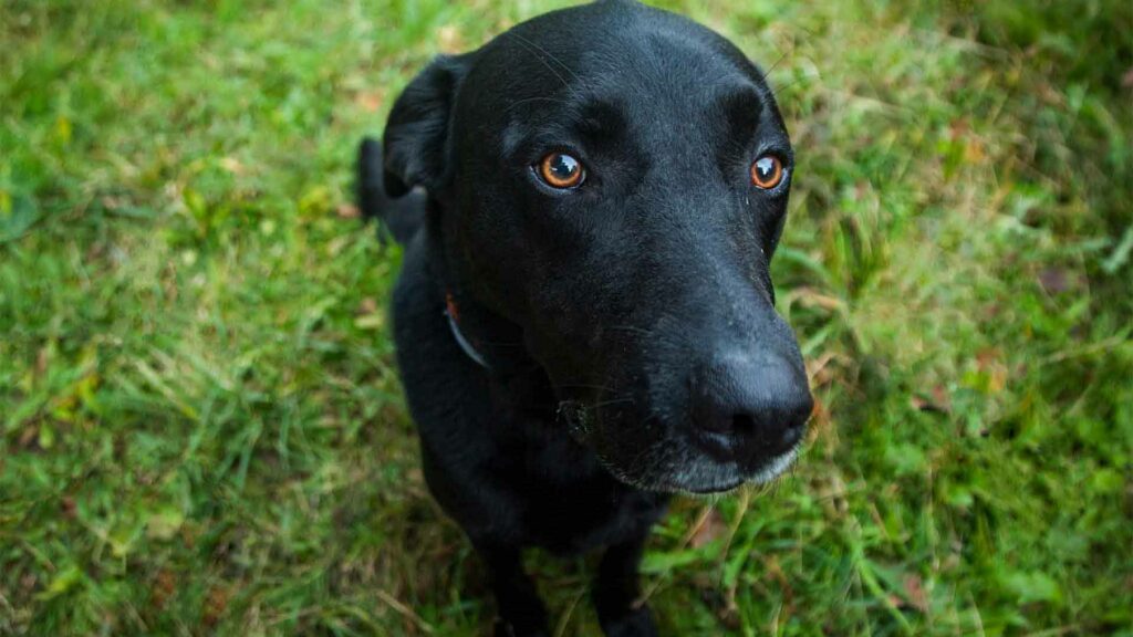 photo d'animaux de compagnie mignon lucky