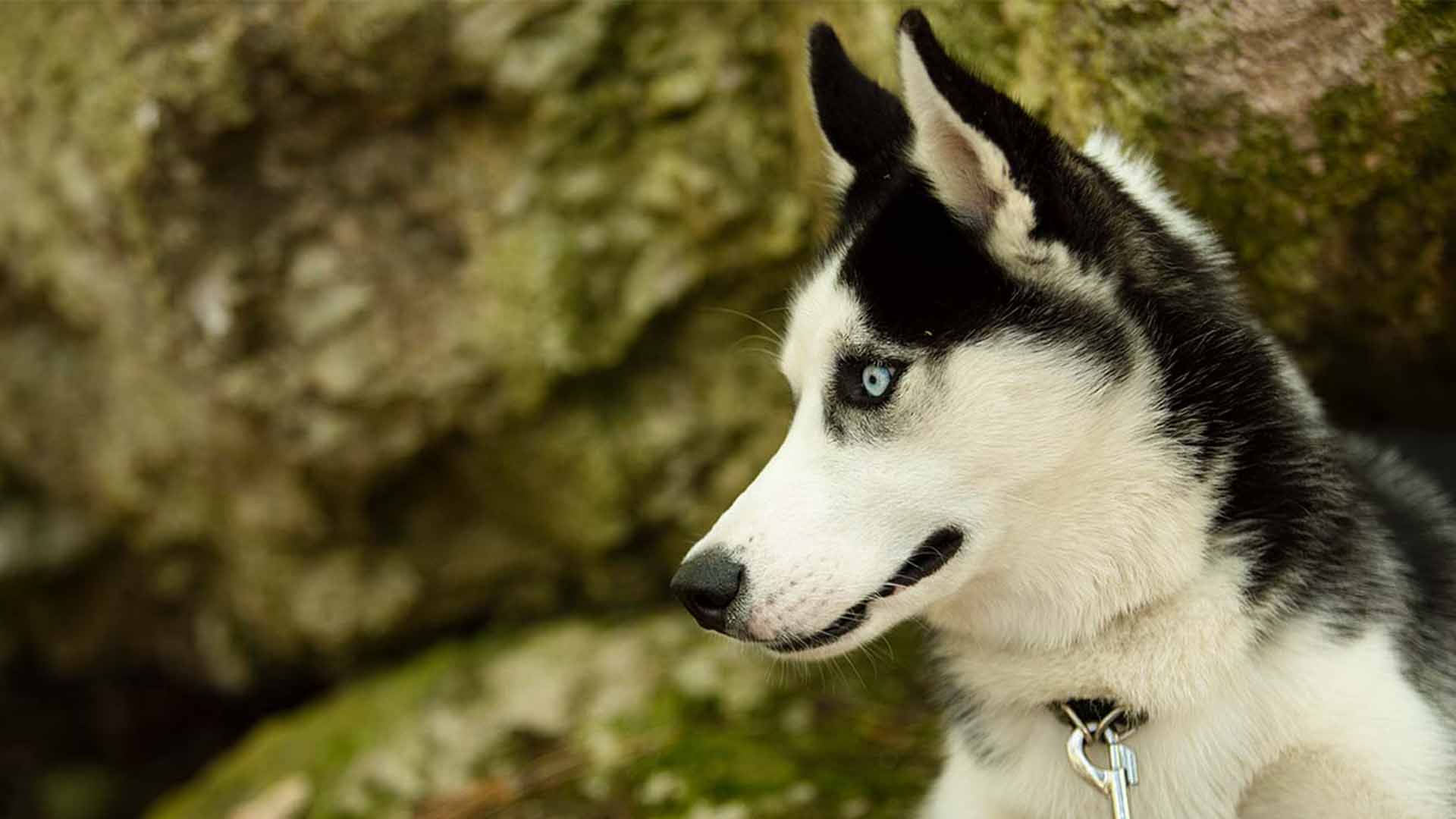 photo d'animaux de compagnie yeux bleu