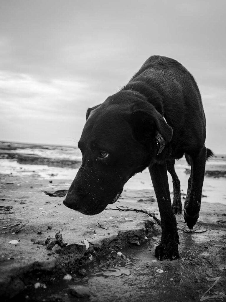 photo d'animaux de compagnie lucky à la mer